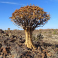 Aloidendron dichotomum
