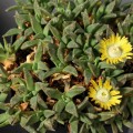 Aloinopsis Acuta