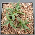 Aloinopsis acuta