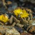 Aloinopsis loganii
