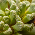 Aloinopsis luckhoffii