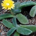 Aloinopsis peersii