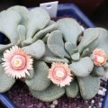 Aloinopsis Rosulata