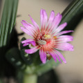 Amphibolia laevis