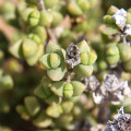 Amphibolia rupis-arcuatae