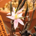 Anacampseros Arachnoides