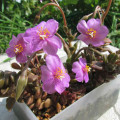 Anacampseros rufescens