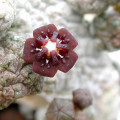 Anomalluma dodsoniana