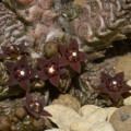 Anomalluma mccoyi