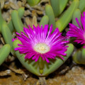 Antegibbaeum fissoides