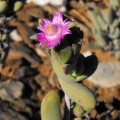 Antimima alborubra