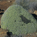 Antimima androsacea