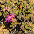 Antimima biformis