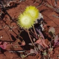 Apatesia helianthoides