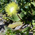 Apatesia pillansii​