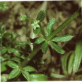 Apatesia sabulosa