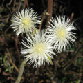 Aptenia geniculiflora