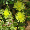 Aptenia haeckeliana
