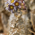 Apteranthes burchardii