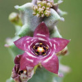 Apteranthes europaea
