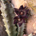 Apteranthes joannis