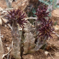 Apteranthes munbyana