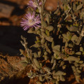 Arenifera pillansii