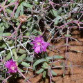 Arenifera pungens