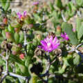 Arenifera spinescens
