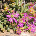 Arenifera stylosa