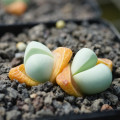 Argyroderma congregatum
