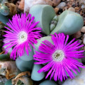 Argyroderma delaetii
