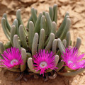 Argyroderma fissum