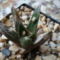 Ariocarpus Bravoanus