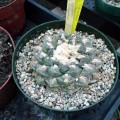 Ariocarpus Fissuratus