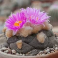 Ariocarpus fissuratus var. lloydii