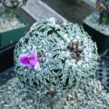 Ariocarpus Kotschoubeyanus