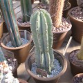 Armatocereus Arduus