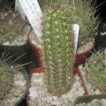 Armatocereus Godingianus