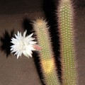 Arthrocereus Spinosissimus