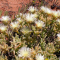 Aspazoma amplectens