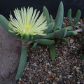 Astridia citrina