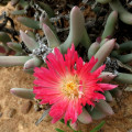 Astridia dulcis