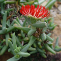Astridia longifolia