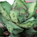 Astroloba bullulata