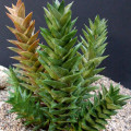 Astroloba congesta