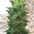 Astroloba corrugata
