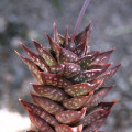 Astroloba cremnophila
