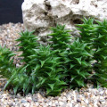 Astroloba foliolosa