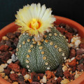 Astrophytum asterias